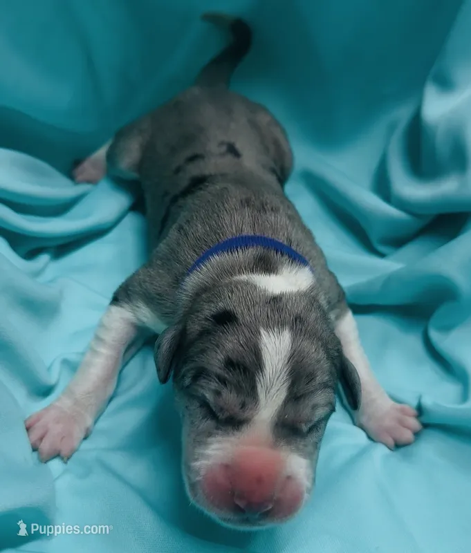 Purple – Great Dane puppy for sale in Marshville, NC