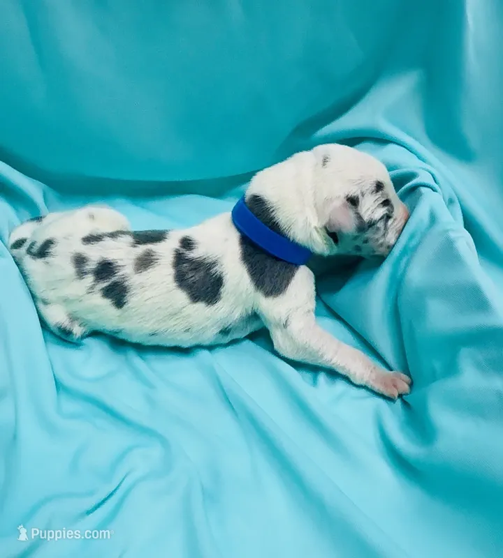 Dark blue – Great Dane puppy for sale in Marshville, NC