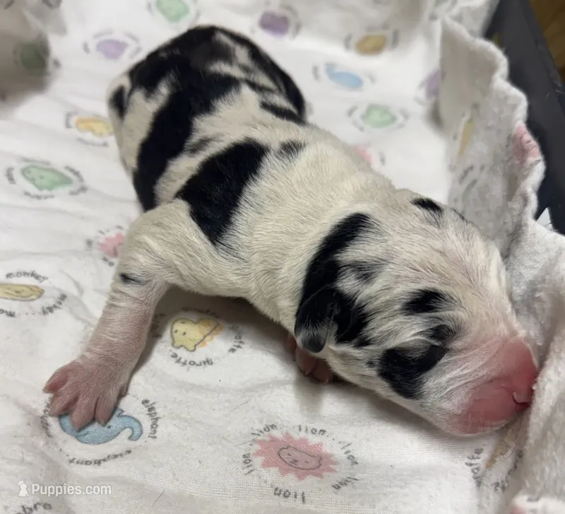 Harlequin  – Great Dane puppy for sale in Marshville, NC