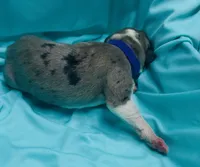 Purple, a female Great Dane for sale in Marshville, NC – 2 of 2