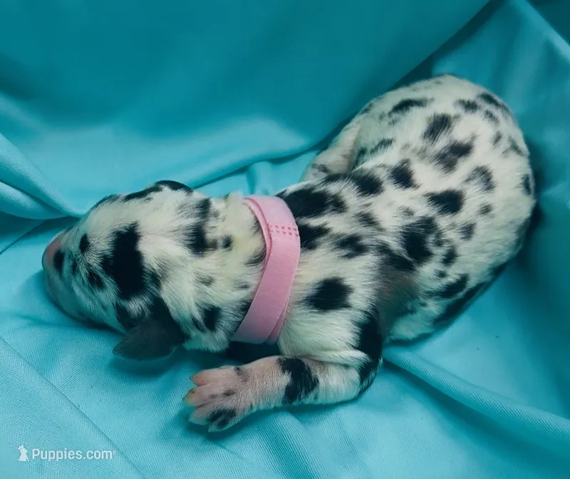 Light Pink – Great Dane puppy for sale in Marshville, NC