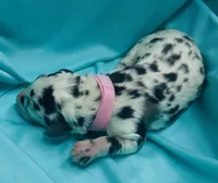 Light Pink, a female Great Dane for sale in Marshville, NC – 1 of 3