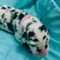 Light Pink, a female Great Dane for sale in Marshville, NC – 3 of 3