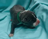 Dark green, a male Great Dane for sale in Marshville, NC – 2 of 3