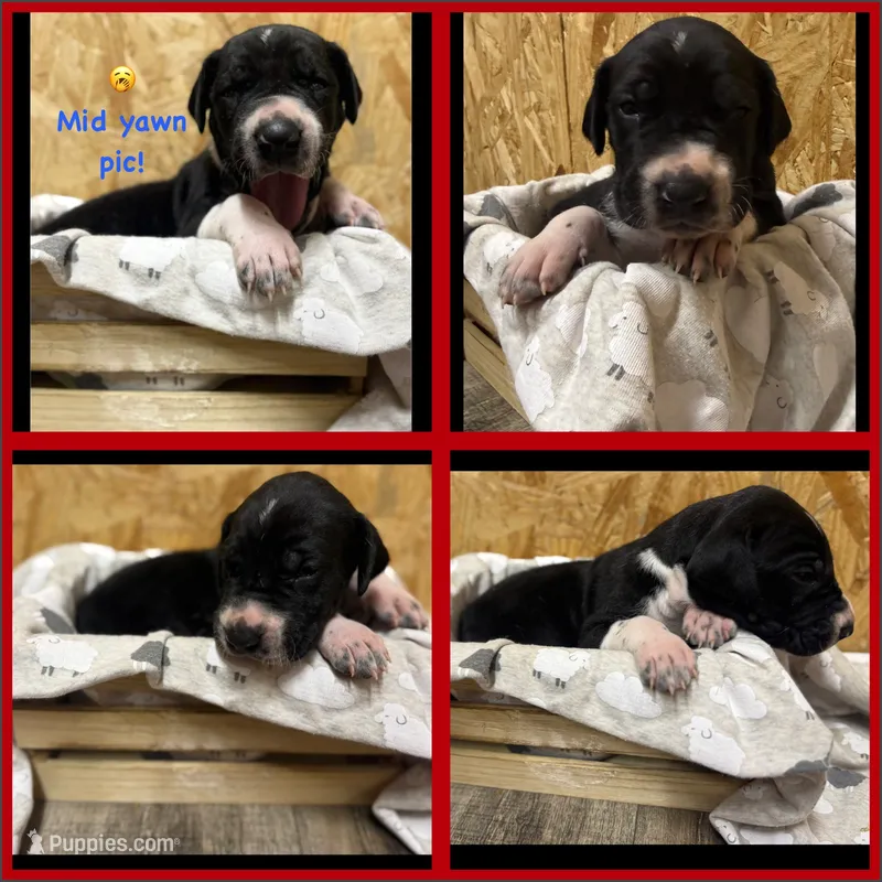 Red – Great Dane puppy for sale in Marshville, NC
