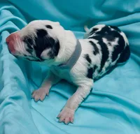 Gray, a male Great Dane for sale in Marshville, NC – 2 of 4