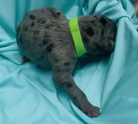 Lime green, a male Great Dane for sale in Marshville, NC – 3 of 3