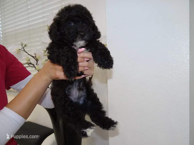 Toy poodle A+ – Poodle - Toy  puppy for sale in Orlando, FL