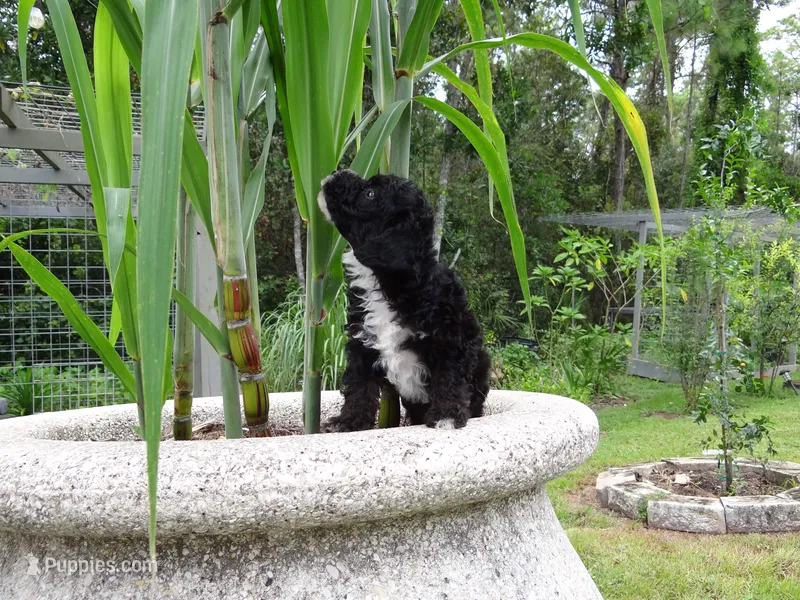 Toy poodle puppies A – Poodle - Toy  puppy for sale in Orlando, FL