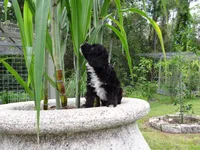 Toy poodle puppies A, a male Poodle - Toy  for sale in Orlando, FL – 1 of 6