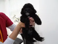 Toy poodle A+, a male Poodle - Toy  for sale in Orlando, FL – 2 of 4