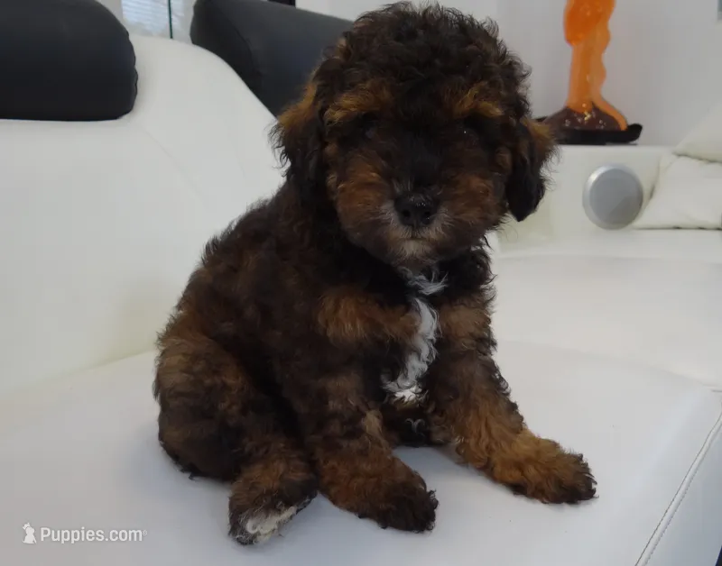 Toy poodle puppies A+ – Poodle - Toy  puppy for sale in Orlando, FL