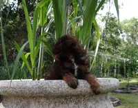 Toy poodle puppies A+, a male Poodle - Toy  for sale in Orlando, FL – 2 of 3