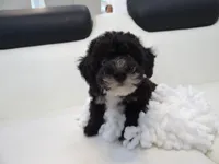 Toy poodle puppies A, a male Poodle - Toy  for sale in Orlando, FL – 5 of 6