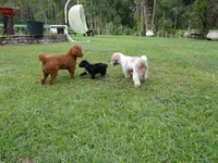 Toy poodle A+, a male Poodle - Toy  for sale in Orlando, FL – 3 of 4