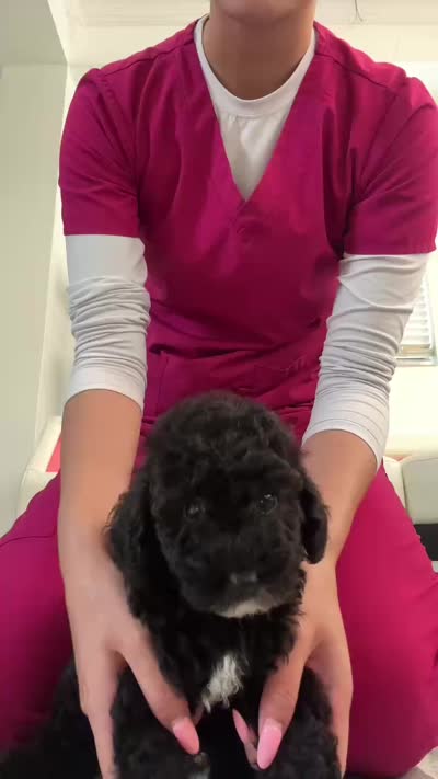 Toy poodle (Handsome), a male Poodle - Toy  for sale in Orlando, FL – 5 of 5