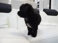 Toy poodle (Handsome), a male Poodle - Toy  for sale in Orlando, FL – 2 of 5