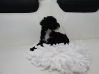 Toy poodle puppies A, a male Poodle - Toy  for sale in Orlando, FL – 4 of 6