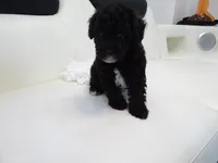 Toy poodle (Handsome), a male Poodle - Toy  for sale in Orlando, FL – 3 of 5