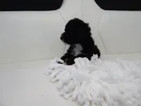 Toy poodle puppies A, a male Poodle - Toy  for sale in Orlando, FL – 3 of 6