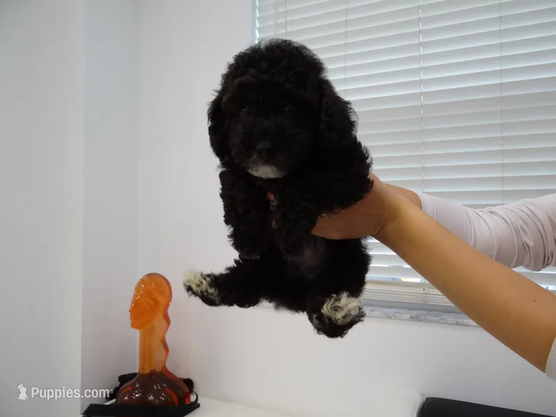 Toy poodle  – Poodle - Toy  puppy for sale in Orlando, FL