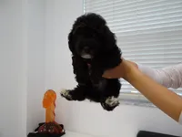 Toy poodle (Handsome), a male Poodle - Toy  for sale in Orlando, FL – 1 of 5