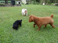 Toy poodle (Handsome), a male Poodle - Toy  for sale in Orlando, FL – 4 of 5
