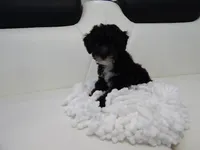 Toy poodle puppies A, a male Poodle - Toy  for sale in Orlando, FL – 2 of 6