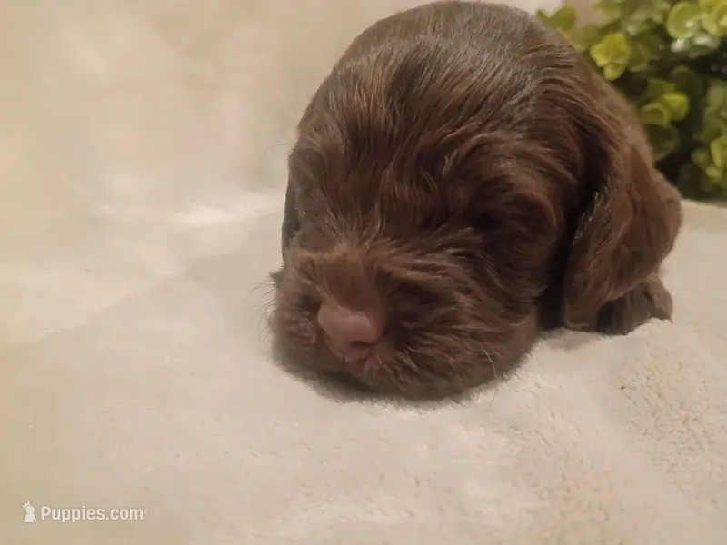 Hershey – Cockapoo puppy for sale in Denver, PA