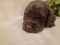 Hershey, a male Cockapoo for sale in Denver, PA – 1 of 2