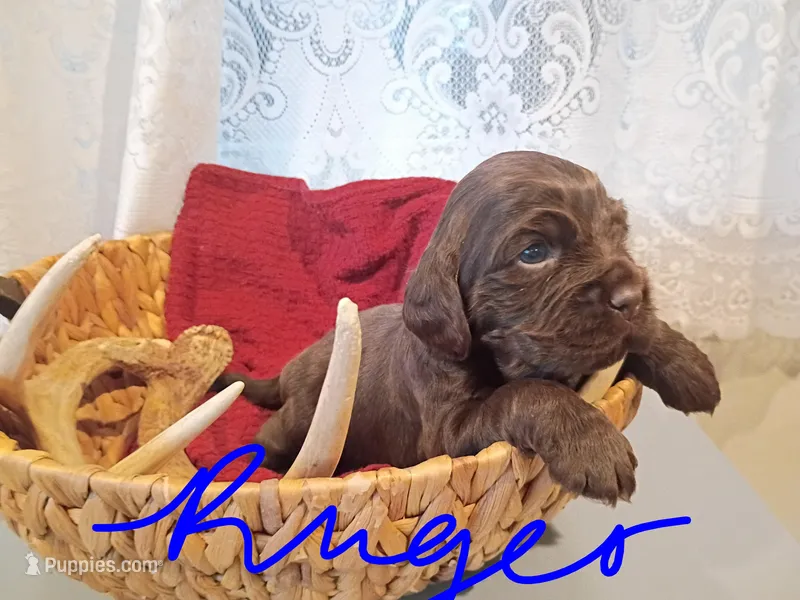 Ruger – Cocker Spaniel puppy for sale in Denver, PA