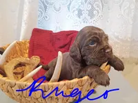 Ruger, a male Cocker Spaniel for sale in Denver, PA – Photo 1 of 2
