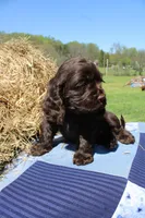 Ruger, a male Cocker Spaniel for sale in Denver, PA – 1 of 3