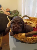 Ruger, a male Cocker Spaniel for sale in Denver, PA – Photo 2 of 2