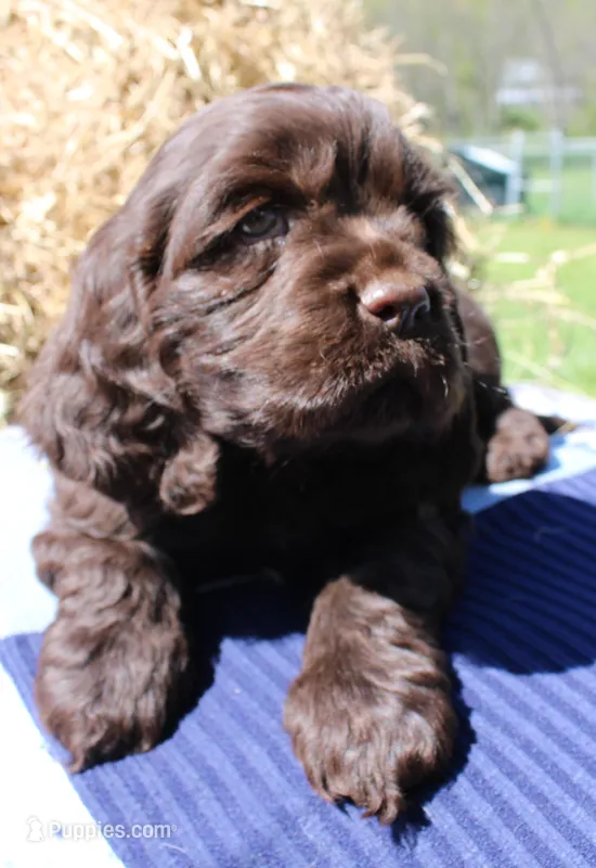Ruger – Cocker Spaniel puppy for sale in Denver, PA