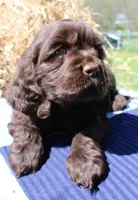 Ruger, a male Cocker Spaniel for sale in Denver, PA – 3 of 3
