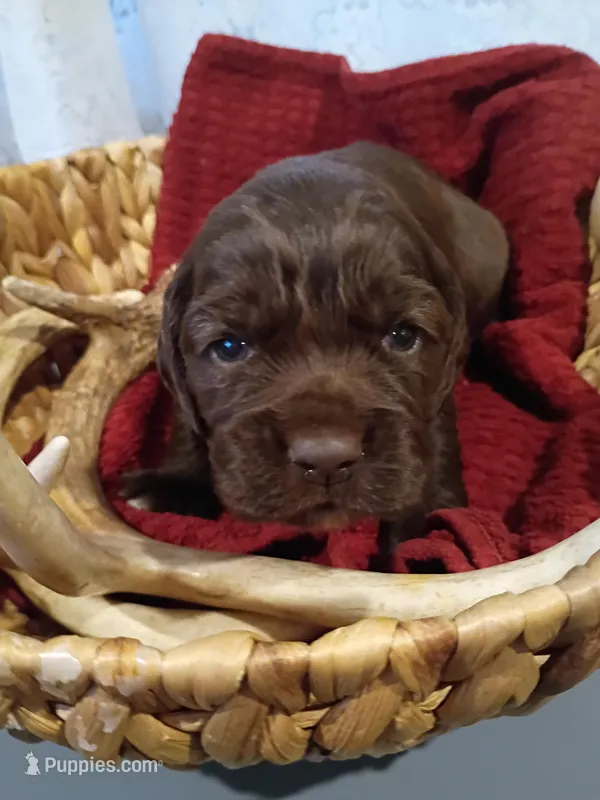 River – Cocker Spaniel puppy for sale in Denver, PA