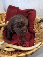 River, a male Cocker Spaniel for sale in Denver, PA – Photo 3 of 3