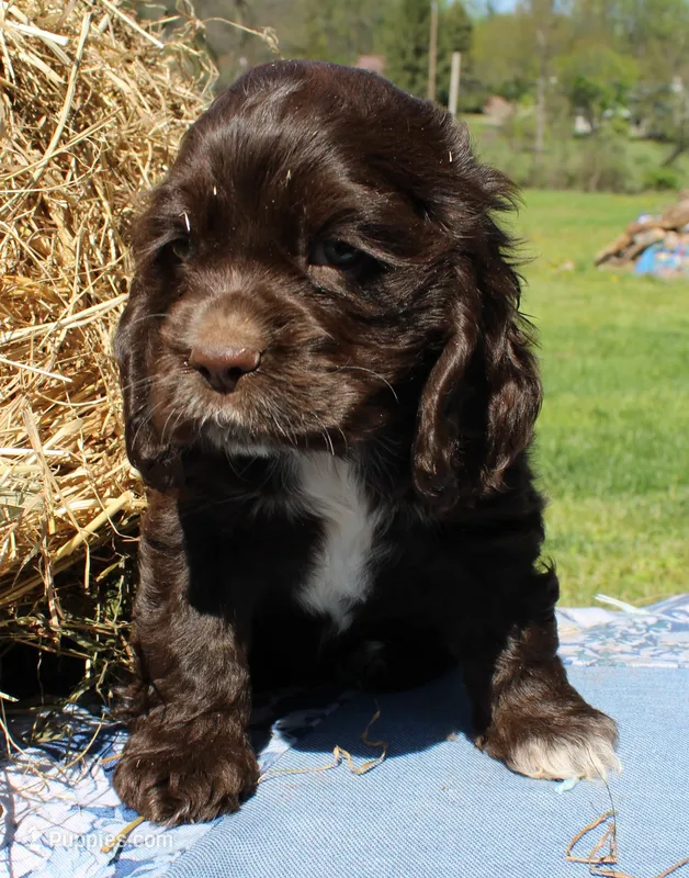 River – Cocker Spaniel puppy for sale in Denver, PA