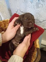 River, a male Cocker Spaniel for sale in Denver, PA – Photo 2 of 3