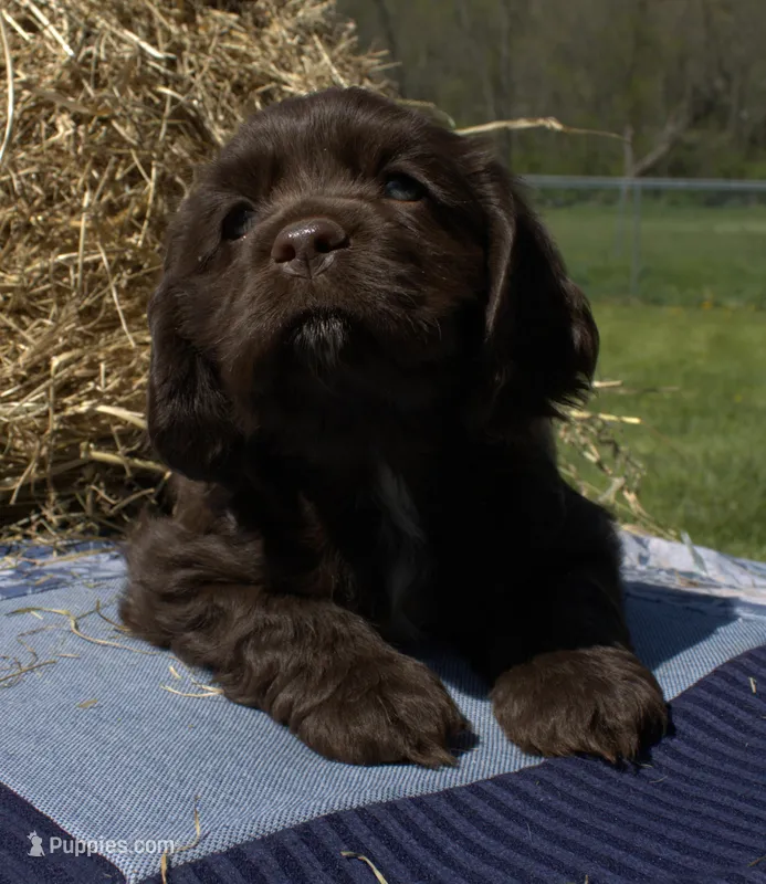 Rusty – Cocker Spaniel puppy for sale in Denver, PA