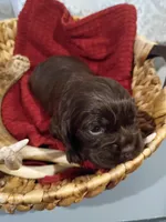 Rusty, a male Cocker Spaniel for sale in Denver, PA – Photo 2 of 3