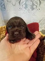 Rusty, a male Cocker Spaniel for sale in Denver, PA – Photo 3 of 3