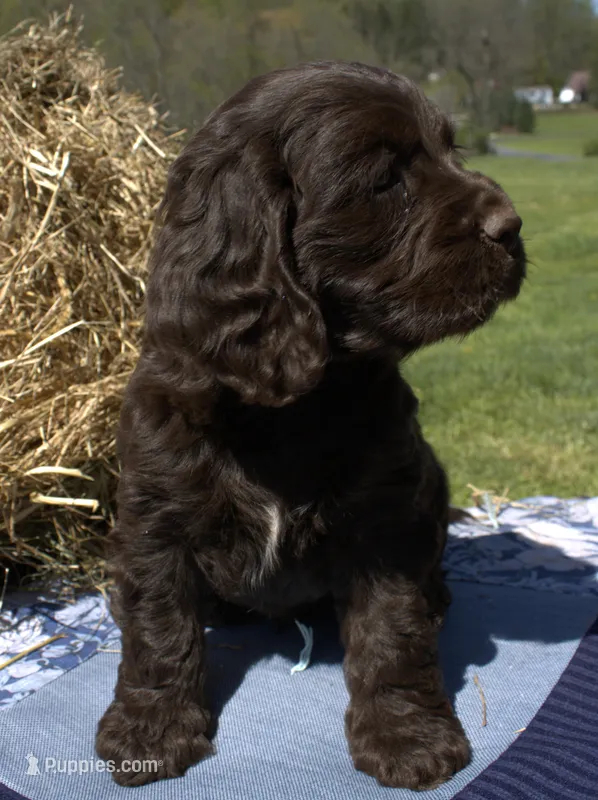 Rusty – Cocker Spaniel puppy for sale in Denver, PA