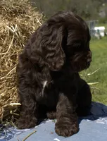 Rusty, a male Cocker Spaniel for sale in Denver, PA – 4 of 5