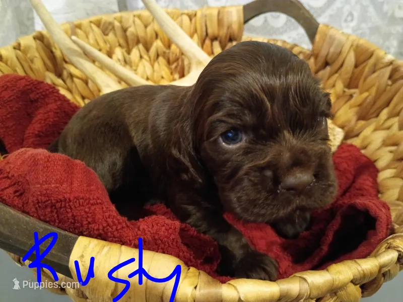 Rusty – Cocker Spaniel puppy for sale in Denver, PA