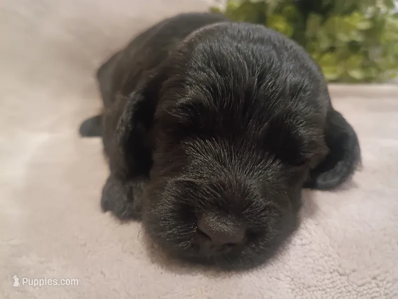 Stormy – Cockapoo puppy for sale in Denver, PA