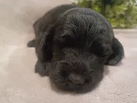 Stormy, a male Cockapoo for sale in Denver, PA – 1 of 3