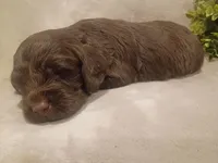 Hershey, a male Cockapoo for sale in Denver, PA – 2 of 2