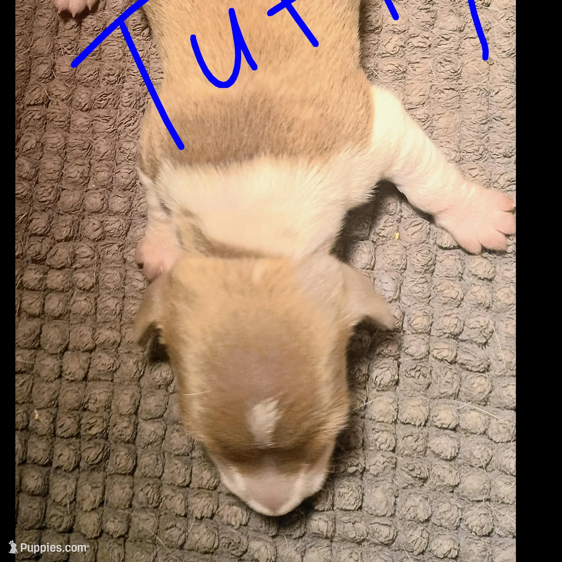 Tuffy – Miniature Dachshund puppy for sale in Denver, PA